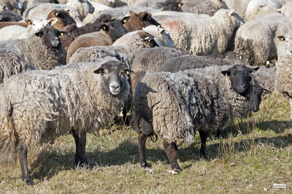 In der Herde der Schäferei Freytag leben Schafe verschiedener Rassen