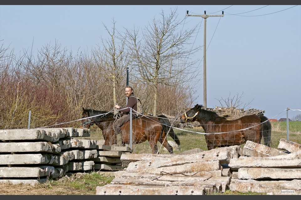 Gunter Freytag hat zwei seiner Arbeitspferde von der Koppel geholt