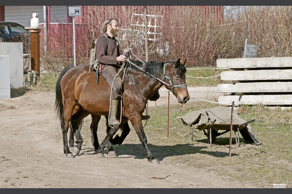 Gunter Freytag hat zwei seiner Arbeitspferde von der Koppel geholt