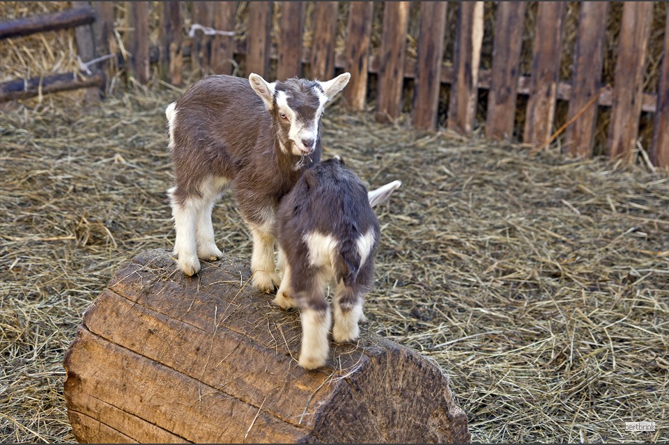 Und kann wie sein Zwilling schon gut klettern