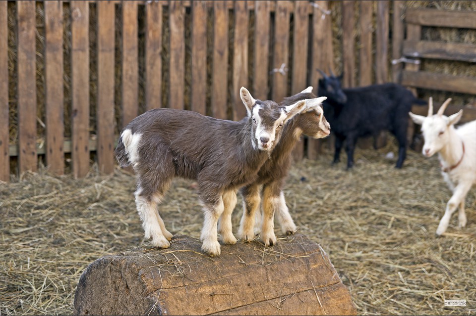 Und kann wie sein Zwilling schon gut klettern