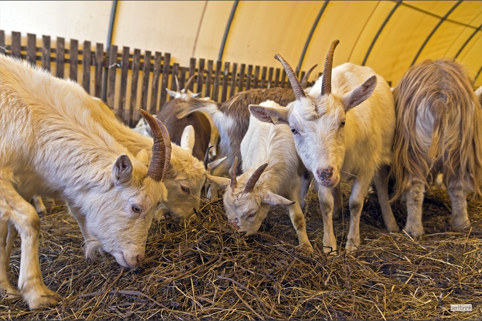 In einem Weidezelt sind tragende Ziegen aufgestallt