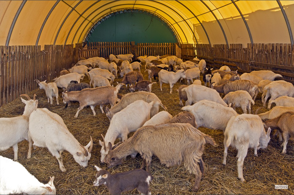In einem Weidezelt sind tragende Ziegen aufgestallt
