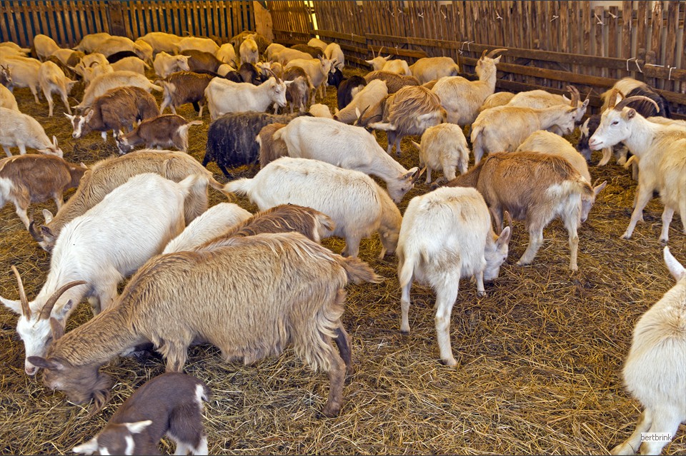 Die Ziegen der verschiedenen Rassen haben es hell und freundlich im Zelt