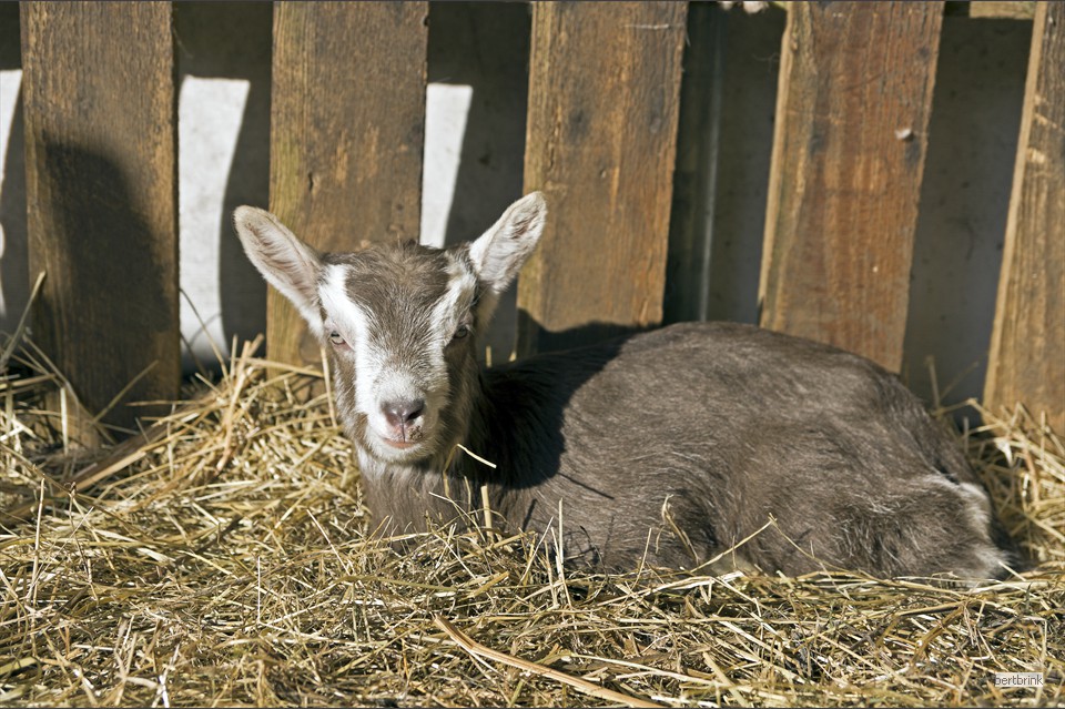 Im März wird noch viel Nachwuchs erwartet