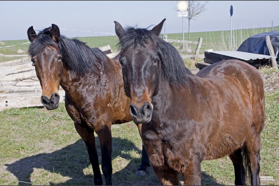 Gunter Freytag hat zwei seiner Arbeitspferde von der Koppel geholt