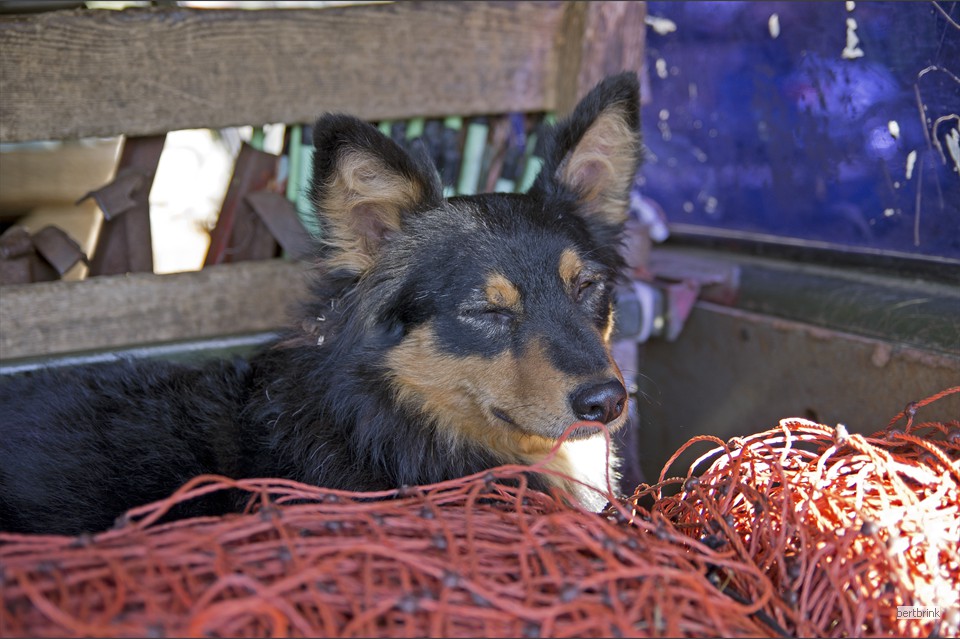 Gelbbacke Kimba macht ein Nickerchen im Transporter