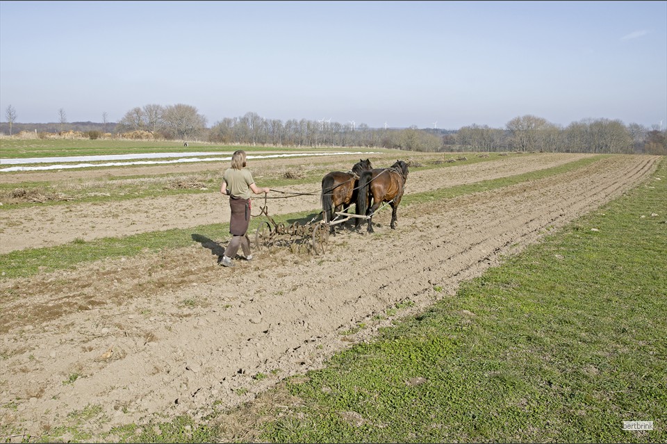 Die Beete in der Gärtnerei werden von Gunter und den Pferden Iwan und Galina gegrubbert