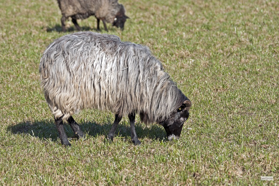 Schafe der Familie Freytag auf einer Wiese bei Huckstorf