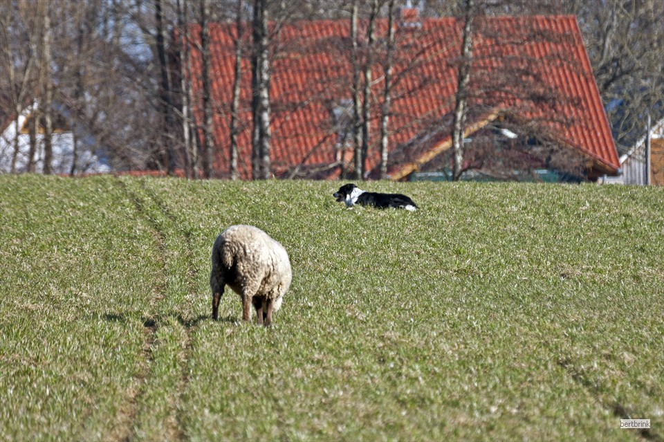 Border Collie Dun hat die Herde im Griff
