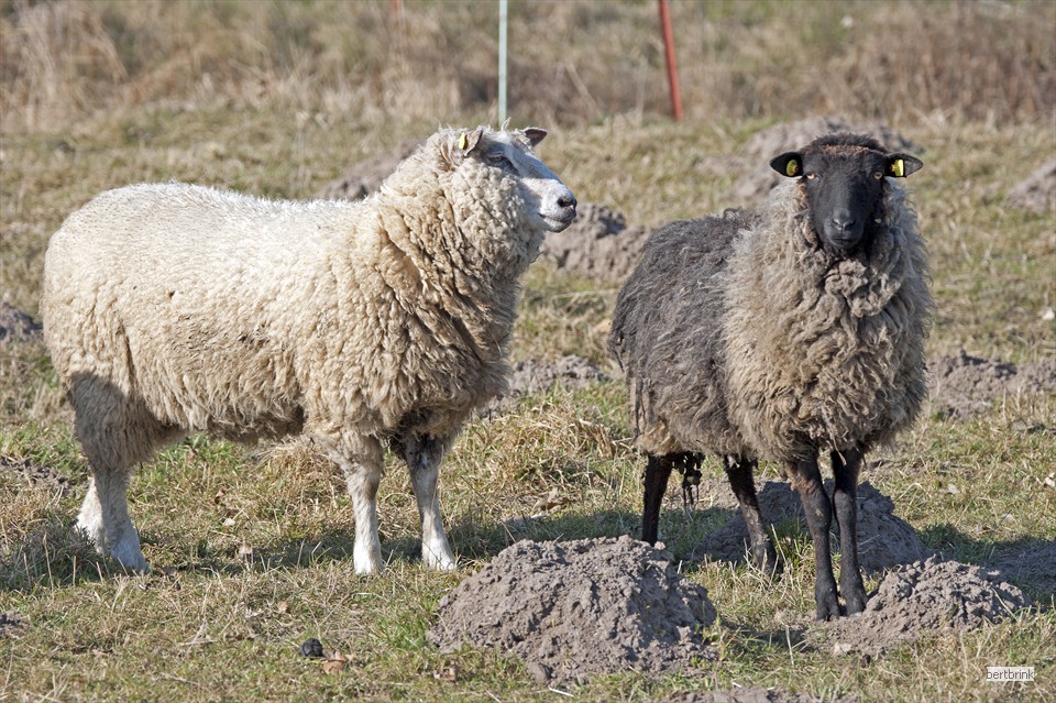 In der Herde der Schäferei Freytag leben Schafe verschiedener Rassen