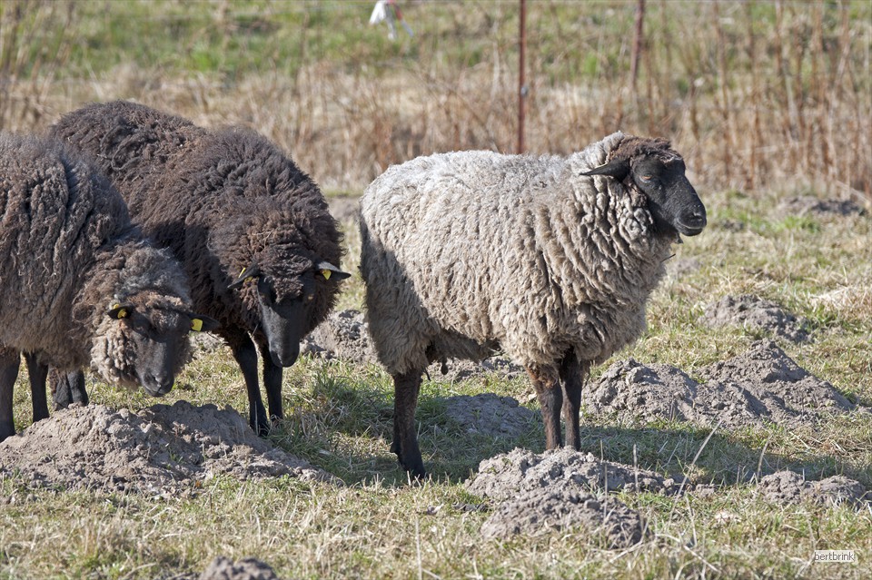 In der Herde der Schäferei Freytag leben Schafe verschiedener Rassen