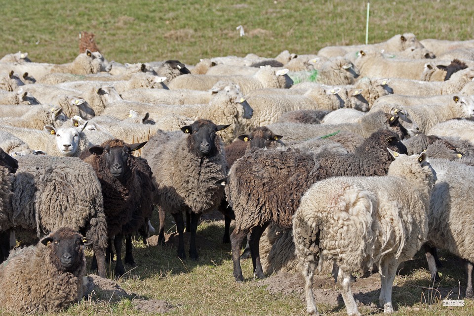 In der Herde der Schäferei Freytag leben Schafe verschiedener Rassen