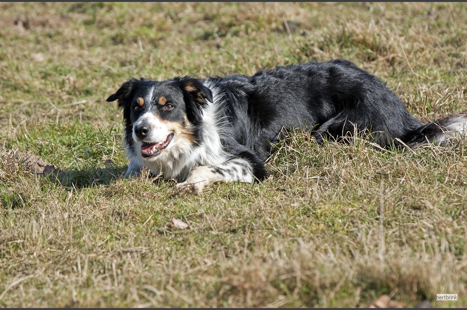 Border Collie Dun überwacht die Schafherde während der Zaun gesetzt wird