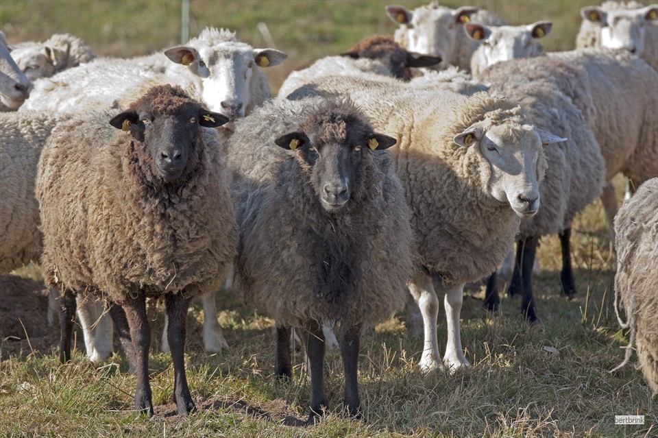 Dabei herrscht in der Herde Ruhe