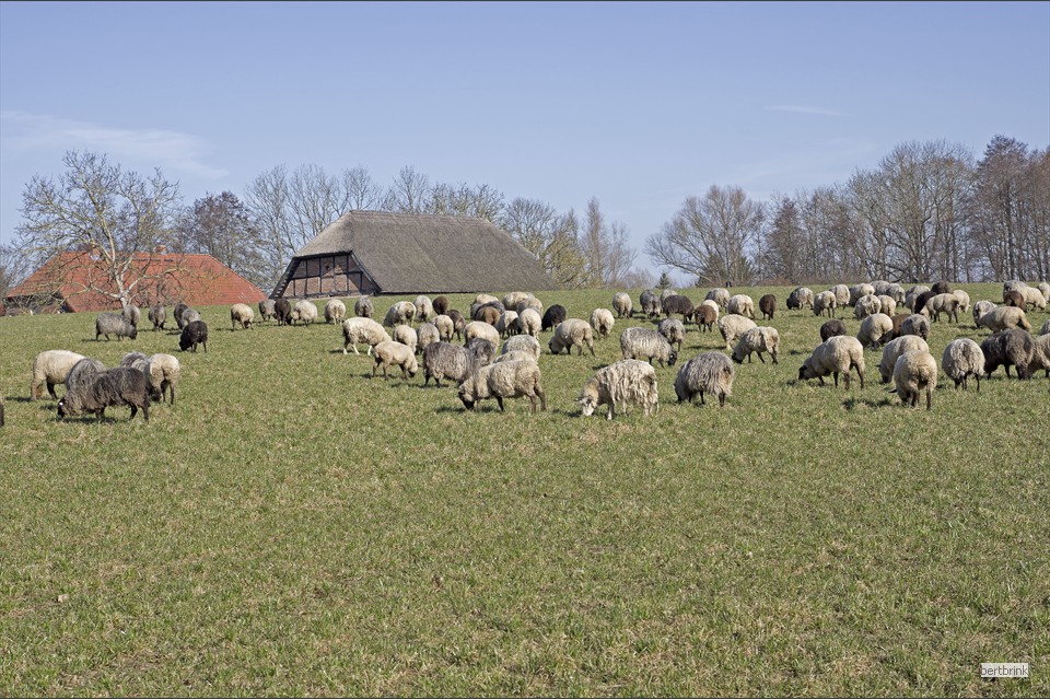 Schafe der Familie Freytag auf einer Wiese bei Huckstorf