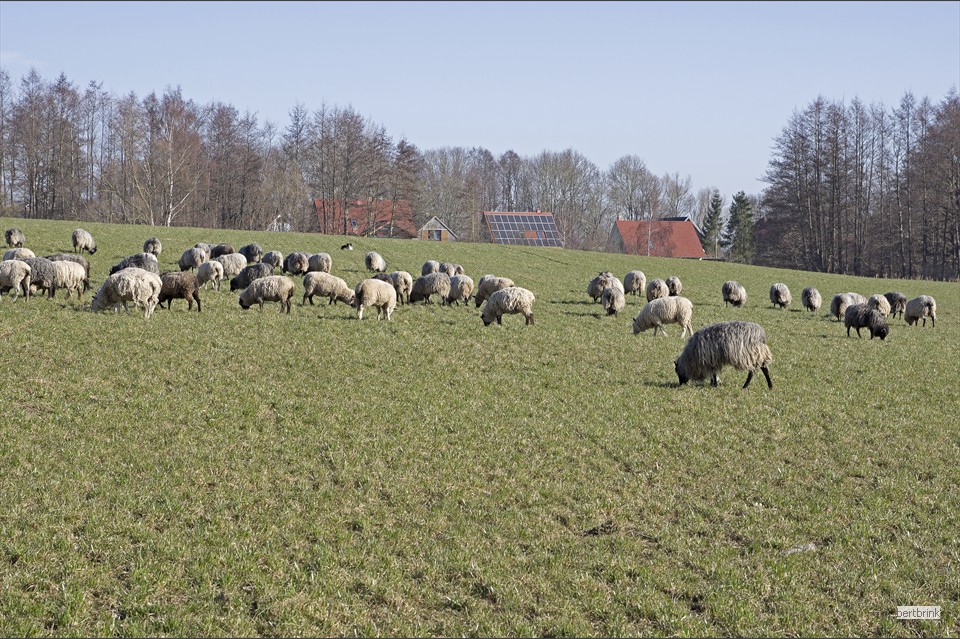 Schafe der Familie Freytag auf einer Wiese bei Huckstorf