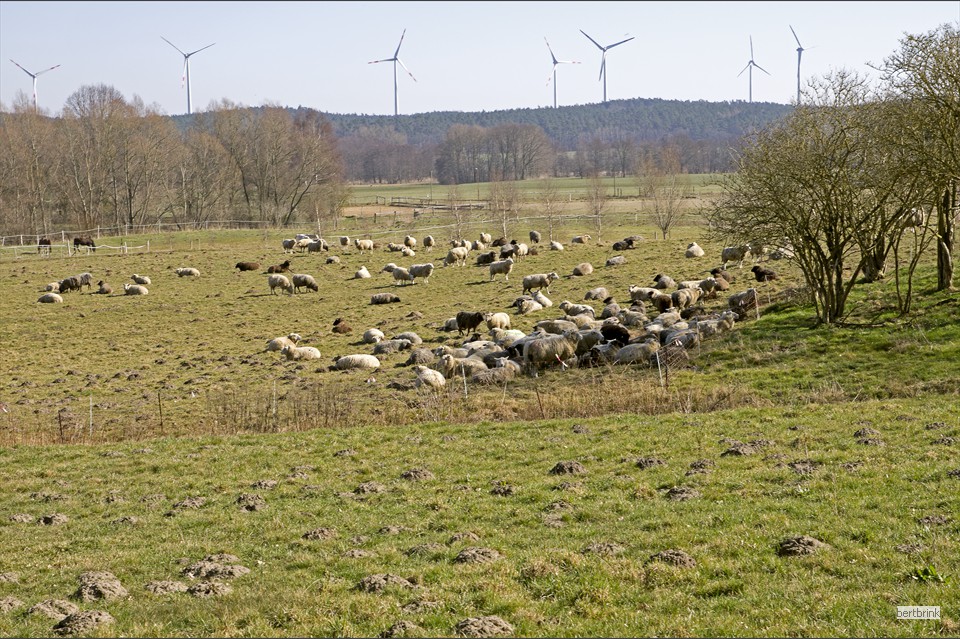 Am Nachmittag wird eine Schafherde bei Vorbeck umgesetzt