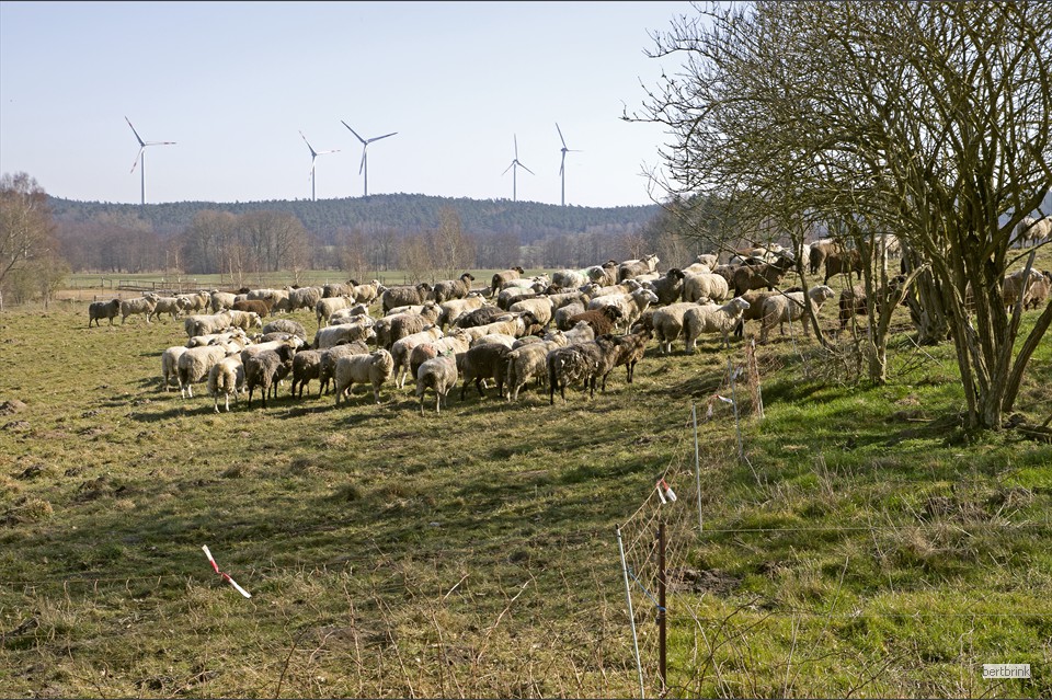 Am Nachmittag wird eine Schafherde bei Vorbeck umgesetzt