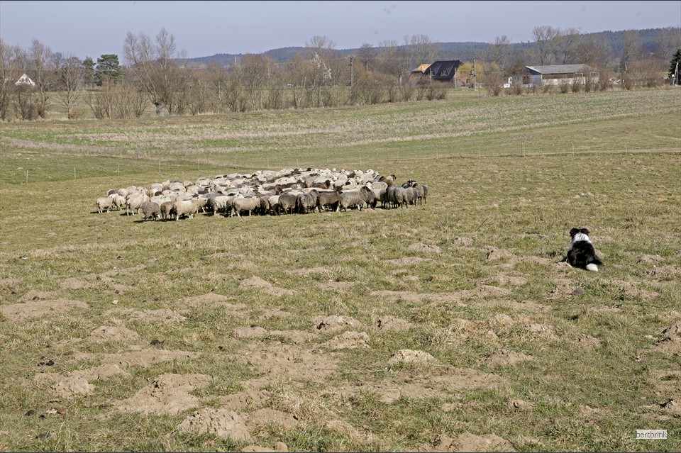Während der Zaun versetzt wird, überwacht Dan die Herde