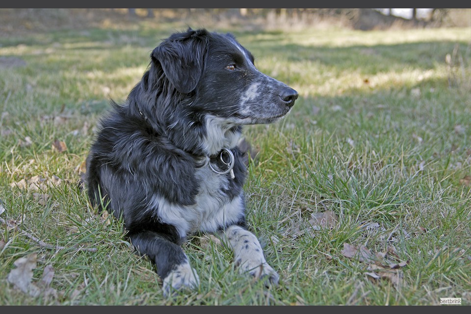 Border Collie Maddie nach getaner Arbeit