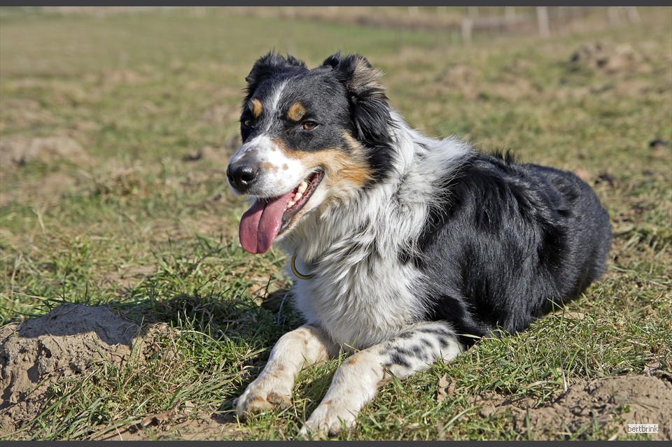Während der Zaun versetzt wird, überwacht Dan die Herde