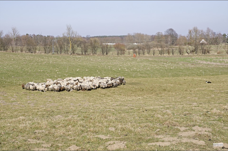 Während der Zaun versetzt wird, überwacht Dan die Herde