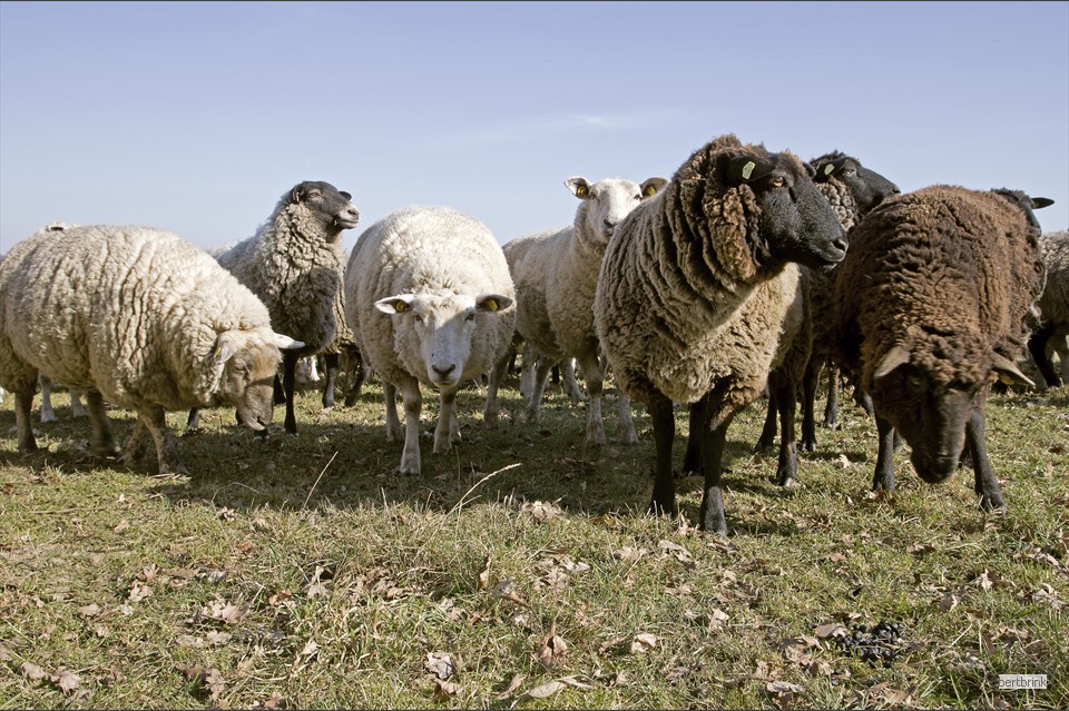 Die Tiere der bunten Herde nehmen es gelassen hin