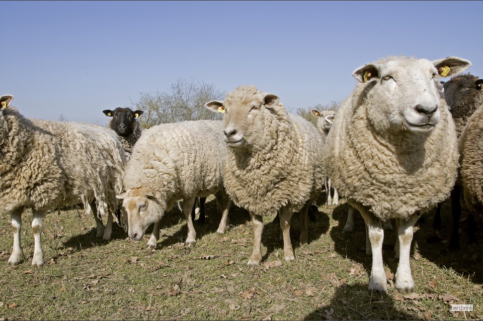 Die Tiere der bunten Herde nehmen es gelassen hin