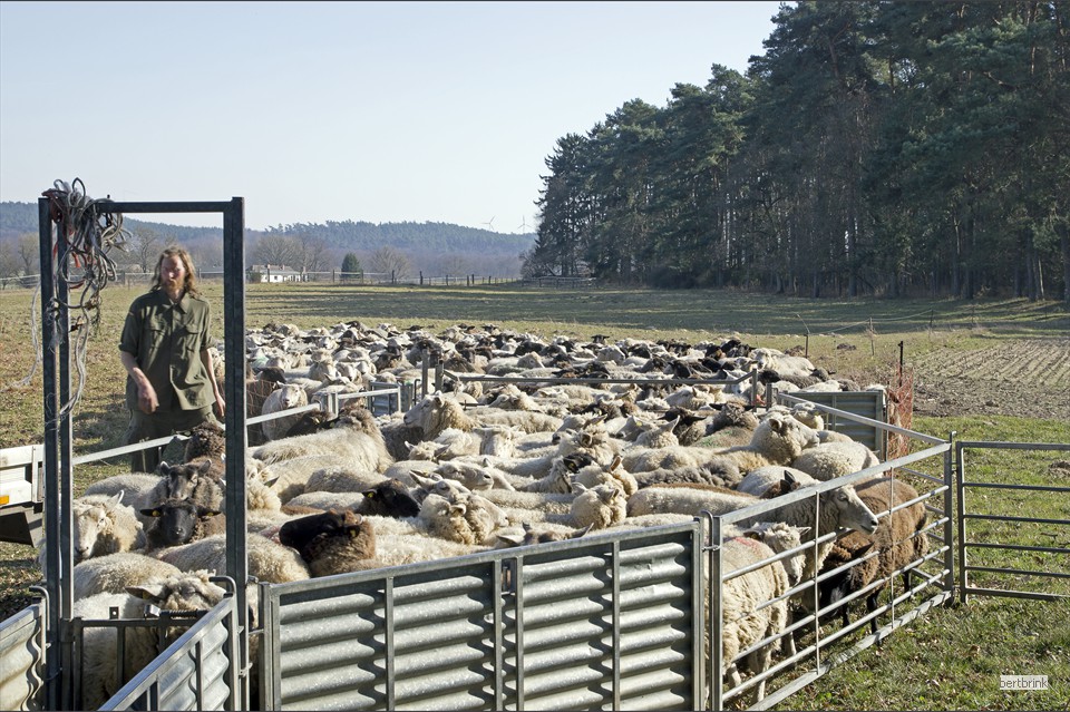 In einem transportablen Schafgatter können die Tiere begutachtet, behandelt und sortiert werden