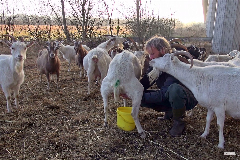 Auch Gunter Freytag geben die Ziegen von ihrer Milch ab