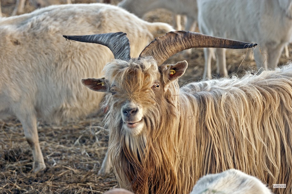 Ein Teil der Ziegen der Schäferei Freytag im Winterquartier bei Pölchow