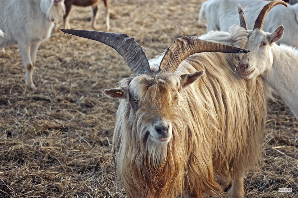 Ein Teil der Ziegen der Schäferei Freytag im Winterquartier bei Pölchow