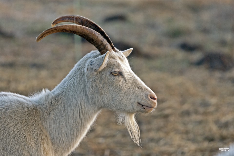 Ein Teil der Ziegen der Schäferei Freytag im Winterquartier bei Pölchow