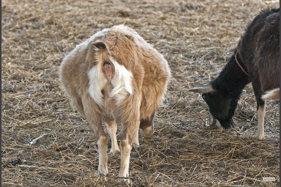Ein Teil der Ziegen der Schäferei Freytag im Winterquartier bei Pölchow
