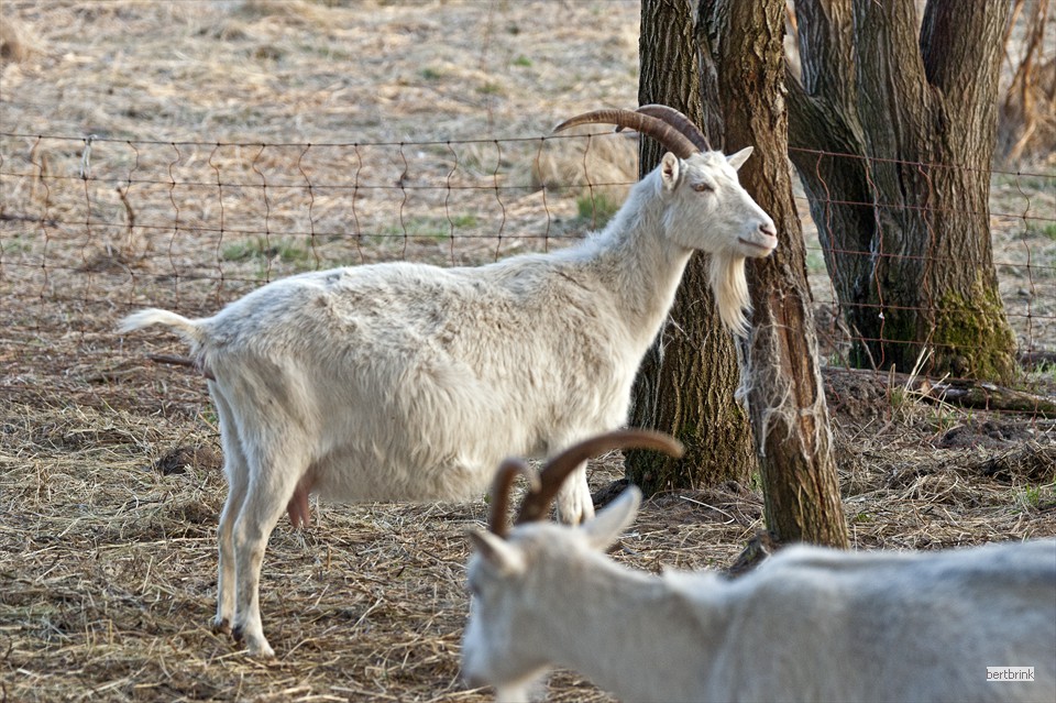 Ein Teil der Ziegen der Schäferei Freytag im Winterquartier bei Pölchow