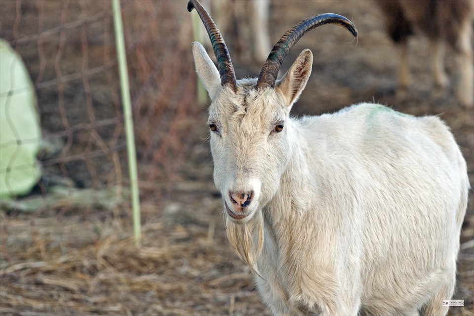Ein Teil der Ziegen der Schäferei Freytag im Winterquartier bei Pölchow