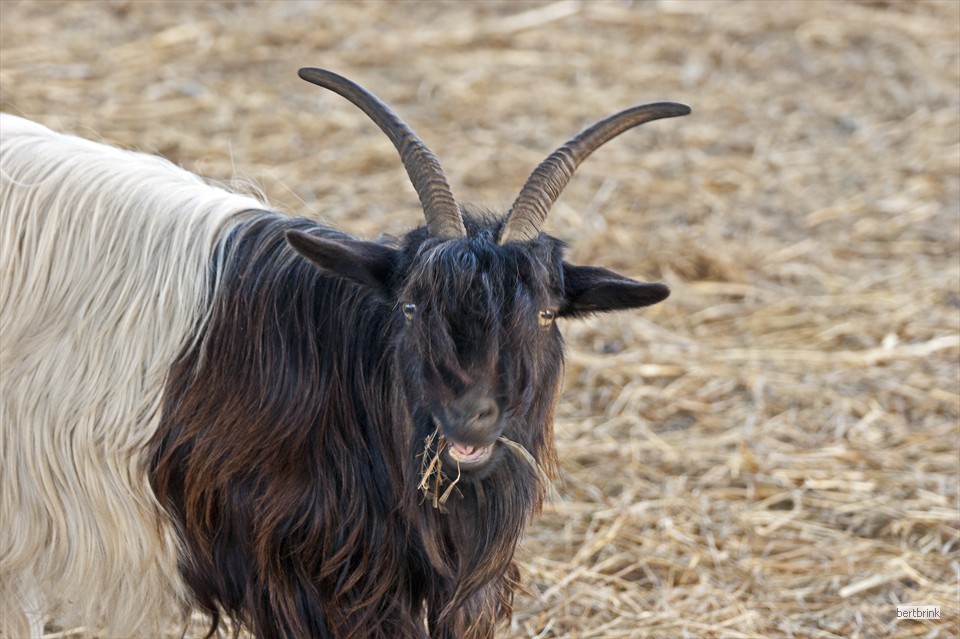 Ein Teil der Ziegen der Schäferei Freytag im Winterquartier bei Pölchow