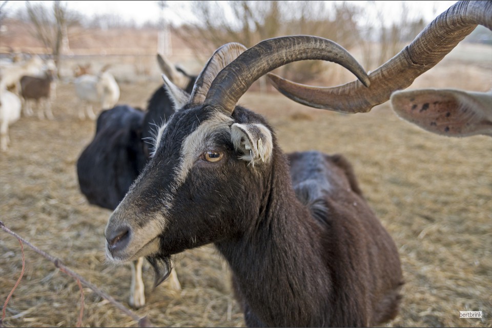 Ein Teil der Ziegen der Schäferei Freytag im Winterquartier bei Pölchow
