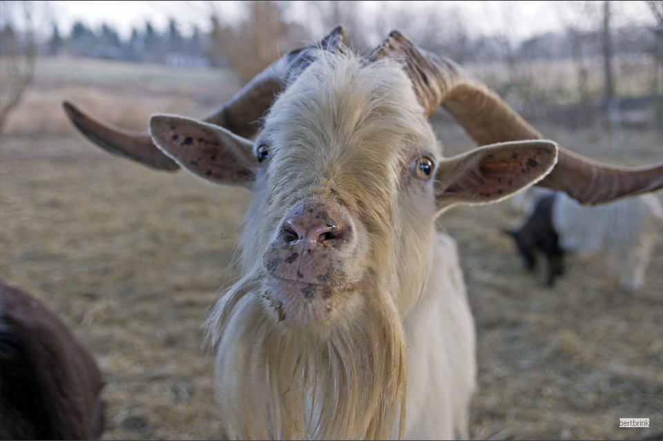 Ein Teil der Ziegen der Schäferei Freytag im Winterquartier bei Pölchow
