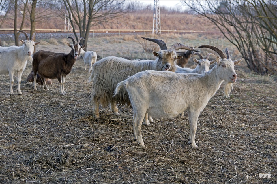 Ein Teil der Ziegen der Schäferei Freytag im Winterquartier bei Pölchow