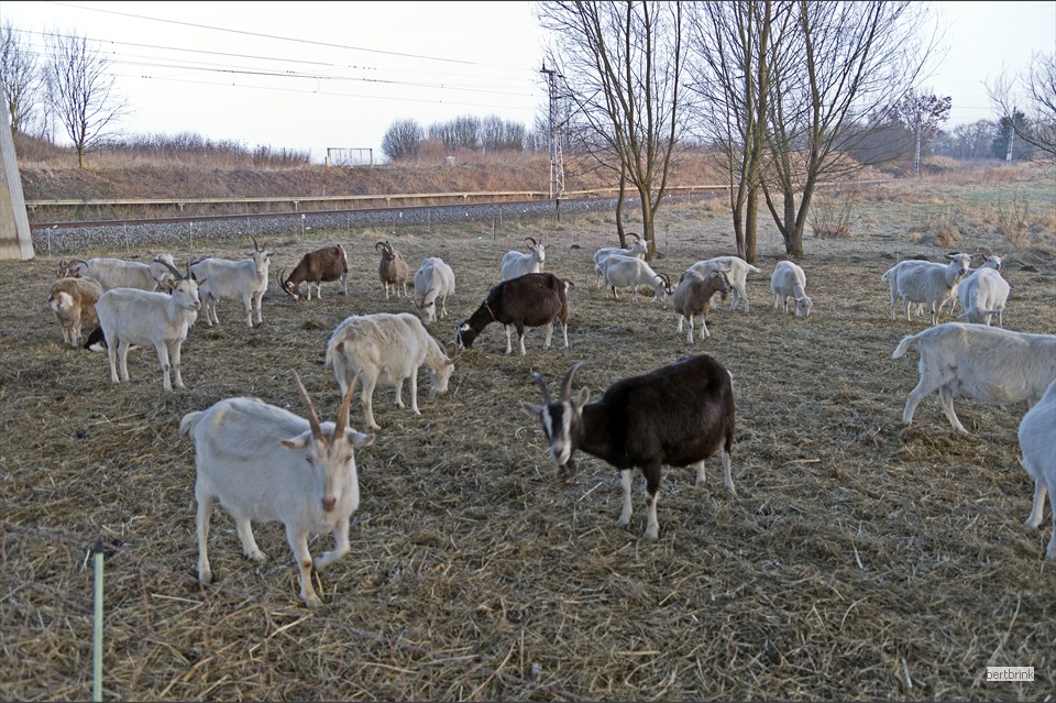 Ein Teil der Ziegen der Schäferei Freytag im Winterquartier bei Pölchow