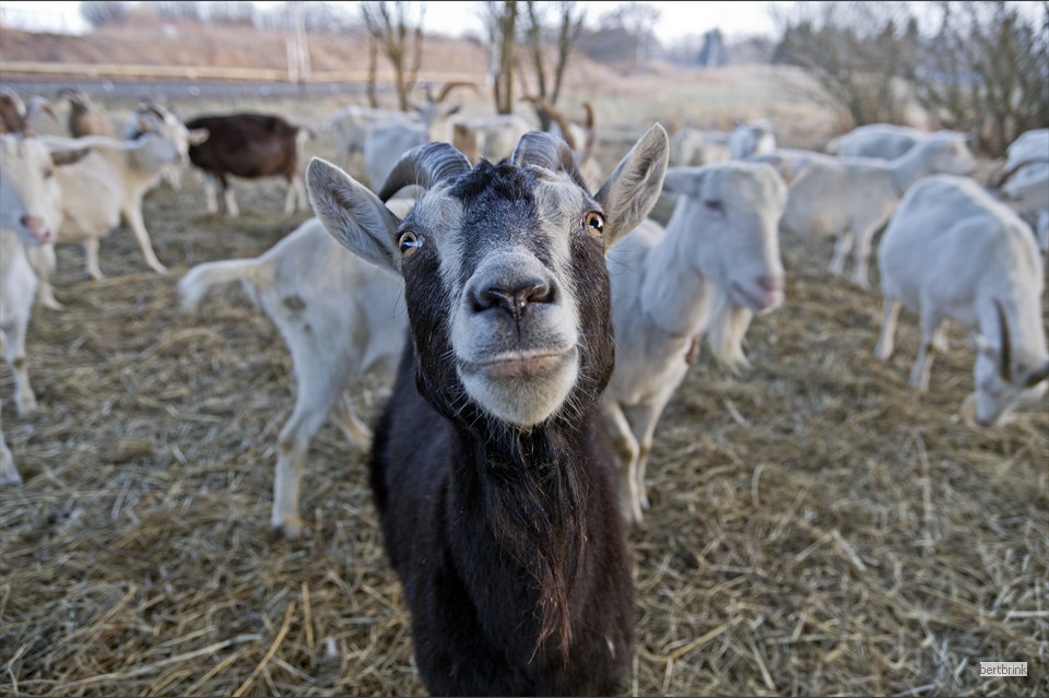Ein Teil der Ziegen der Schäferei Freytag im Winterquartier bei Pölchow