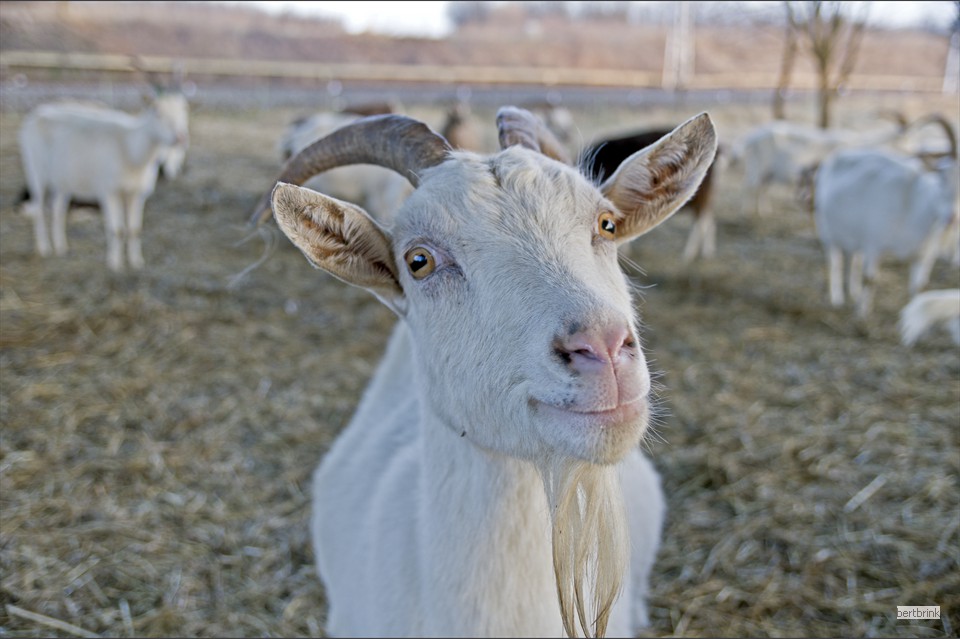Ein Teil der Ziegen der Schäferei Freytag im Winterquartier bei Pölchow
