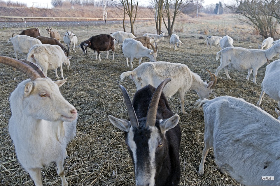 Ein Teil der Ziegen der Schäferei Freytag im Winterquartier bei Pölchow