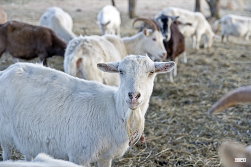 Ein Teil der Ziegen der Schäferei Freytag im Winterquartier bei Pölchow