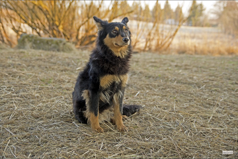 Gelbbacke Kimba beobachtet aufmerksam die Fütterung der Ziegen