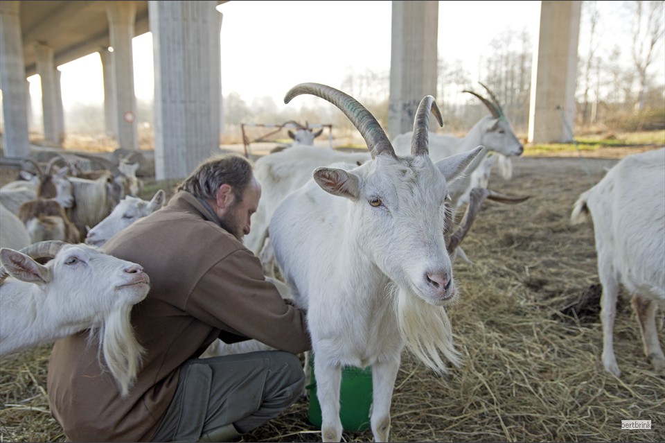 Ein wenig Milch für das Frühstück müssen die Ziegen abgeben