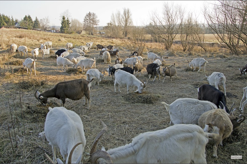 Kein Stress beim Fressen: Viele Silagehaufen sind angerichtet und mit Apfeltrester verfeinert
